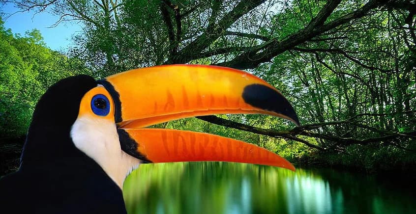 Main image of Jungle BJJ
