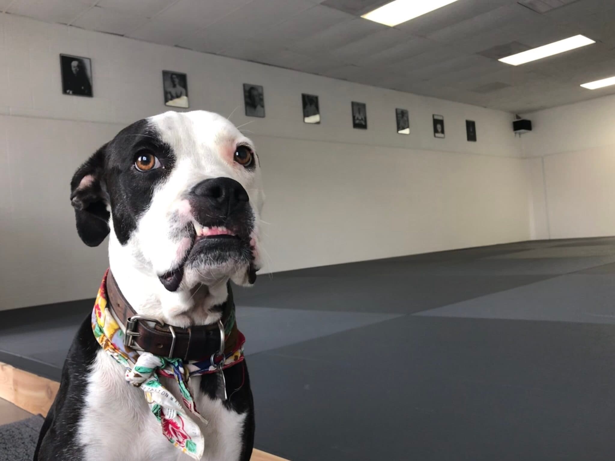 Main image of Austin Jiu Jitsu Collective